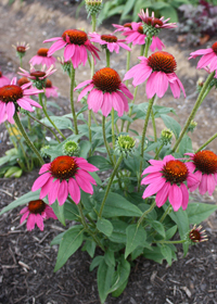 Echinacea 'Amazing Dream'